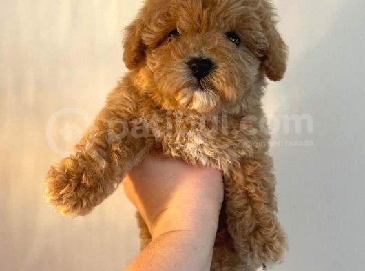 Gerçek Maltipoo Yavruları Mini Boy Mükemmel Güzellik görsel
