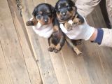 Orjinal Rottweiler Yavrularım