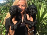 Muhteşem labrador Retriever Yavrularımız