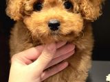 Xxs Toy Poodle Di̇şi̇&Erkek En İyi̇ Görsel