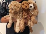 Muhteşem Kalitede Poodle Bebekler