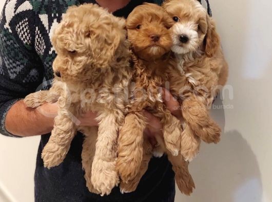 Muhteşem Kalitede Poodle Bebekler görsel