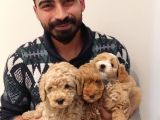 Muhteşem Kalitede Poodle Bebekler