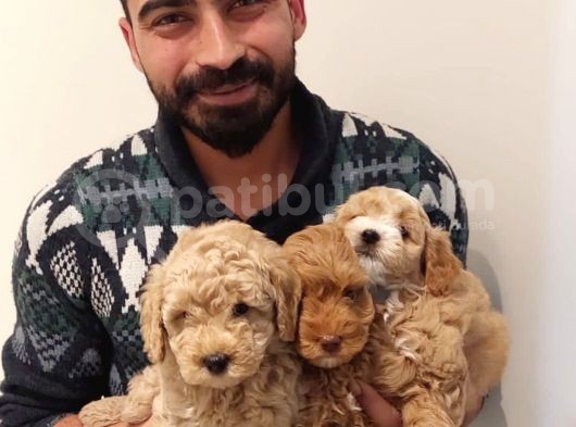 Muhteşem Kalitede Poodle Bebekler görsel