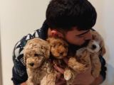 Muhteşem kalitede Poodle bebekler