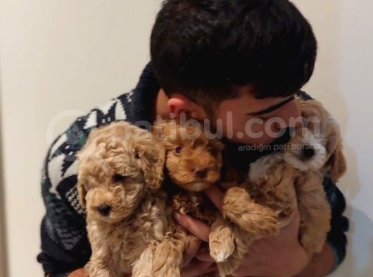 Muhteşem Kalitede Poodle Bebekler