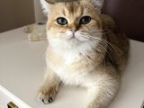 British Shorthair Di̇şi̇ Kedi̇mi̇ze Eş Ariyoruz