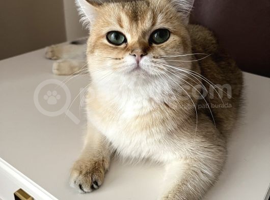 British Shorthair Di̇şi̇ Kedi̇mi̇ze Eş Ariyoruz görsel