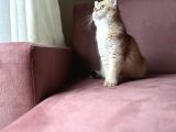 British Shorthair Di̇şi̇ Kedi̇mi̇ze Eş Ariyoruz
