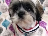 Sıfır numara shihtzu
