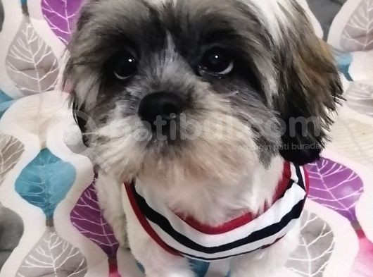 Sıfır Numara Shihtzu