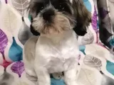 Sıfır Numara Shihtzu