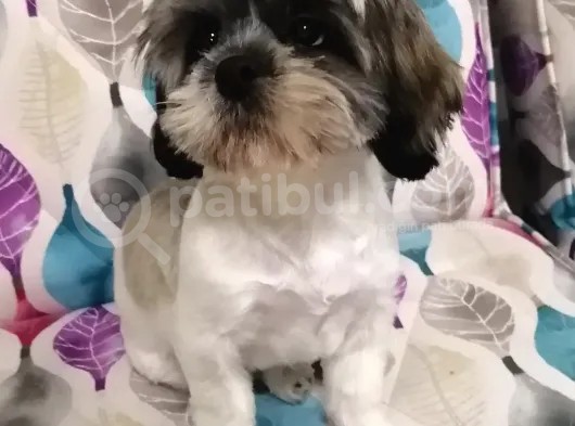 Sıfır Numara Shihtzu görsel
