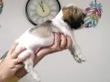 Sıfır Numara Shihtzu