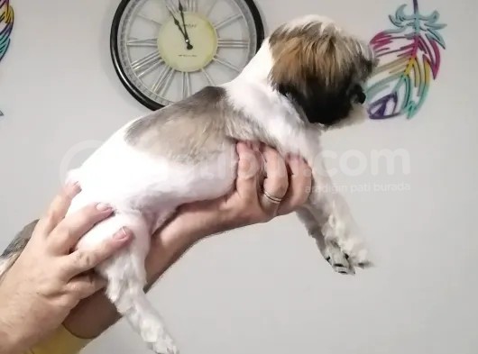 Sıfır Numara Shihtzu görsel