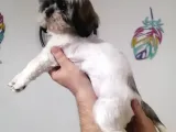 Sıfır Numara Shihtzu