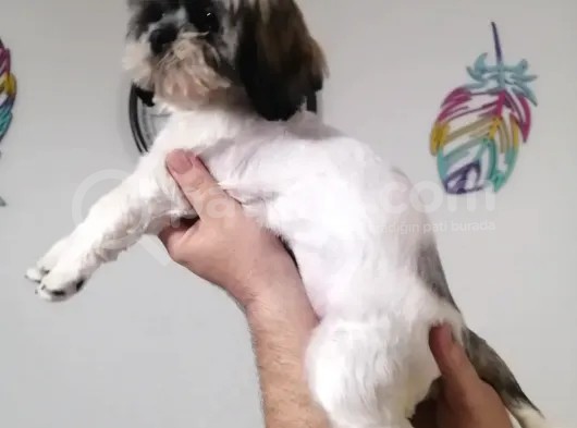 Sıfır Numara Shihtzu görsel