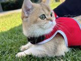 British Shorthair Di̇şi̇ Kedi̇mi̇ze Eş Ariyoruz