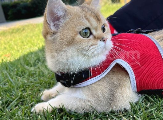British Shorthair Di̇şi̇ Kedi̇mi̇ze Eş Ariyoruz görsel