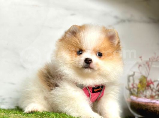 Safkan Pomeranian Boo Yavrularımız görsel