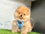 Safkan Pomeranian Boo Yavrularımız