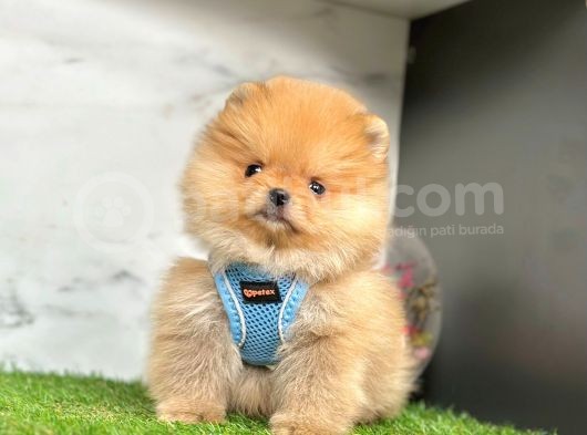 Safkan Pomeranian Boo Yavrularımız görsel