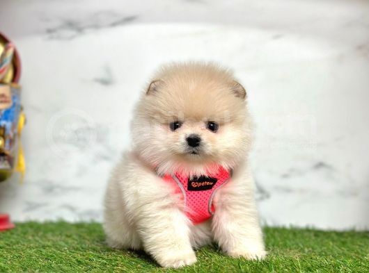 Safkan Pomeranian Boo Yavrularımız