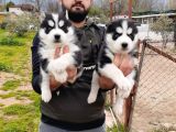 Sibirya Kurdu Husky Yavrularımız