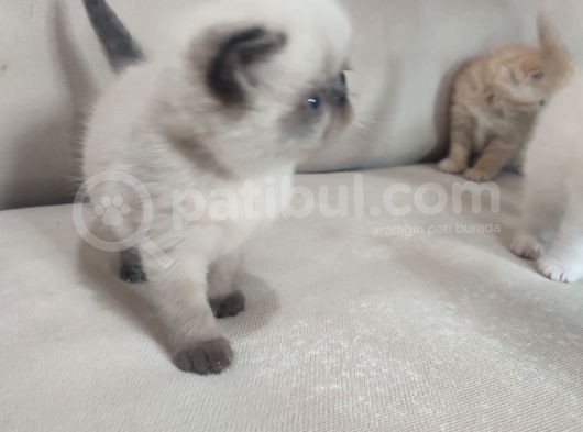 Sağlıklı Exotic Irkı Kısa Tüylü Yavrular görsel