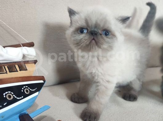 Sağlıklı Exotic Irkı Kısa Tüylü Yavrular görsel