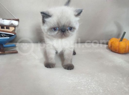 Sağlıklı Exotic Irkı Kısa Tüylü Yavrular görsel