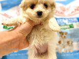 Bebek yüzlü dişi F1 Maltipoo yavrum