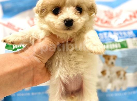 Bebek Yüzlü Dişi F1 Maltipoo Yavrum