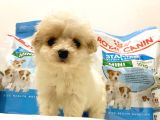 Bebek Yüzlü Dişi F1 Maltipoo Yavrum