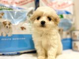 Bebek Yüzlü Dişi F1 Maltipoo Yavrum