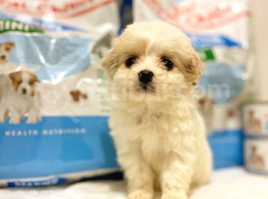 Bebek Yüzlü Dişi F1 Maltipoo Yavrum görsel
