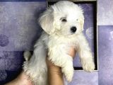 Pamuk Gibi Maltese Terrier Yavrularımız