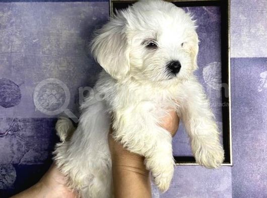 Pamuk Gibi Maltese Terrier Yavrularımız görsel