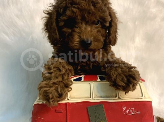 Redbrown Anne Altından Kilo Boy Garantili Toypoodle Kaniş Yavrular görsel