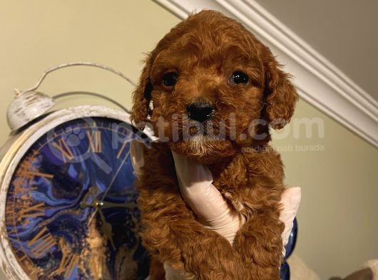 Aşılı Pasaportlu Poodle Bebeklerimiz Ev Ortamında görsel