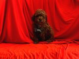 Red Brown Toy Poodle Yavrular