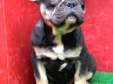 Safkan French Bulldog Black Tan Erkek Yavrumuz