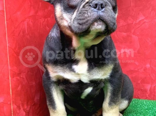 Safkan French Bulldog Black Tan Erkek Yavrumuz görsel