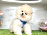 Teddy Face Boo Pomeranian Yavrular