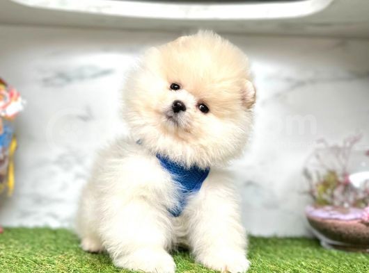 Teddy Face Boo Pomeranian Yavrular
