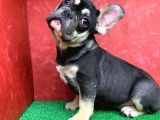 Safkan French Bulldog Black Tan Erkek Yavrumuz