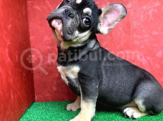 Safkan French Bulldog Black Tan Erkek Yavrumuz görsel