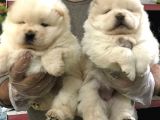 CHOW CHOW YAVRULARIMIZ