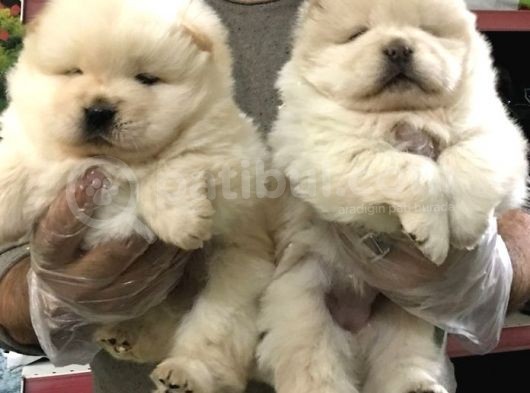 Chow Chow Yavrularimiz