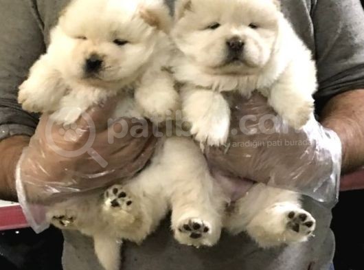 Chow Chow Yavrularimiz görsel